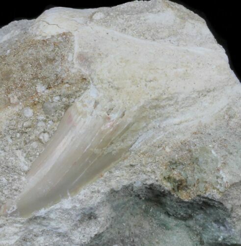 Bargain, Otodus Shark Tooth Fossil In Rock - Eocene #60194